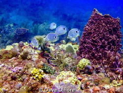 School of butterfly fish by Dave Difiore 